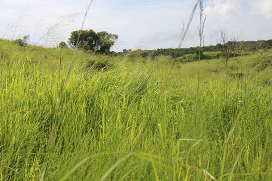 Image of Cymbopogon tortilis (J. Presl) A. Camus