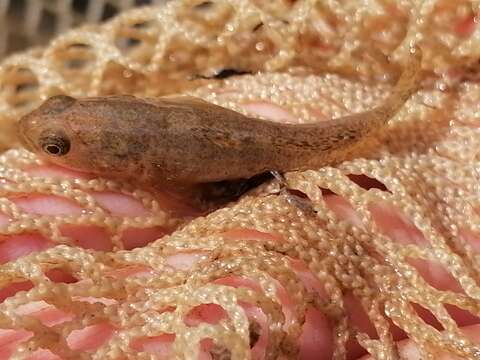 Image of Common goby