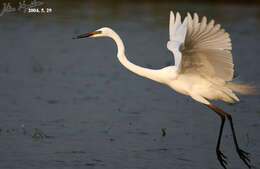 Image of Eastern great egret