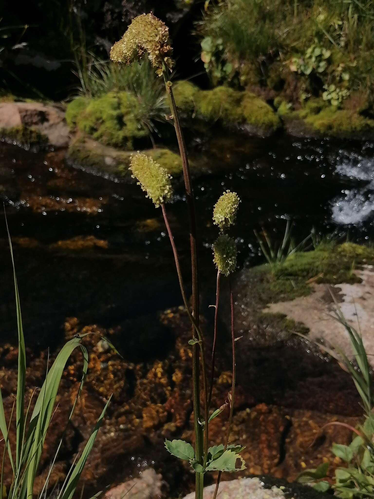 Imagem de Sanguisorba alpina Bunge