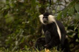 Image of Colobus angolensis ruwenzorii Thomas 1901