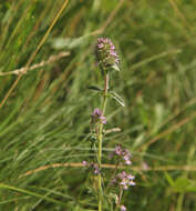 Image of Thymus dacicus Borbás