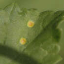 Imagem de Puccinia heraclei Grev. 1823