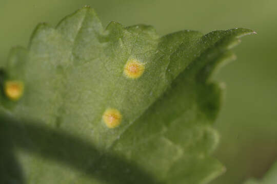 Imagem de Puccinia heraclei Grev. 1823