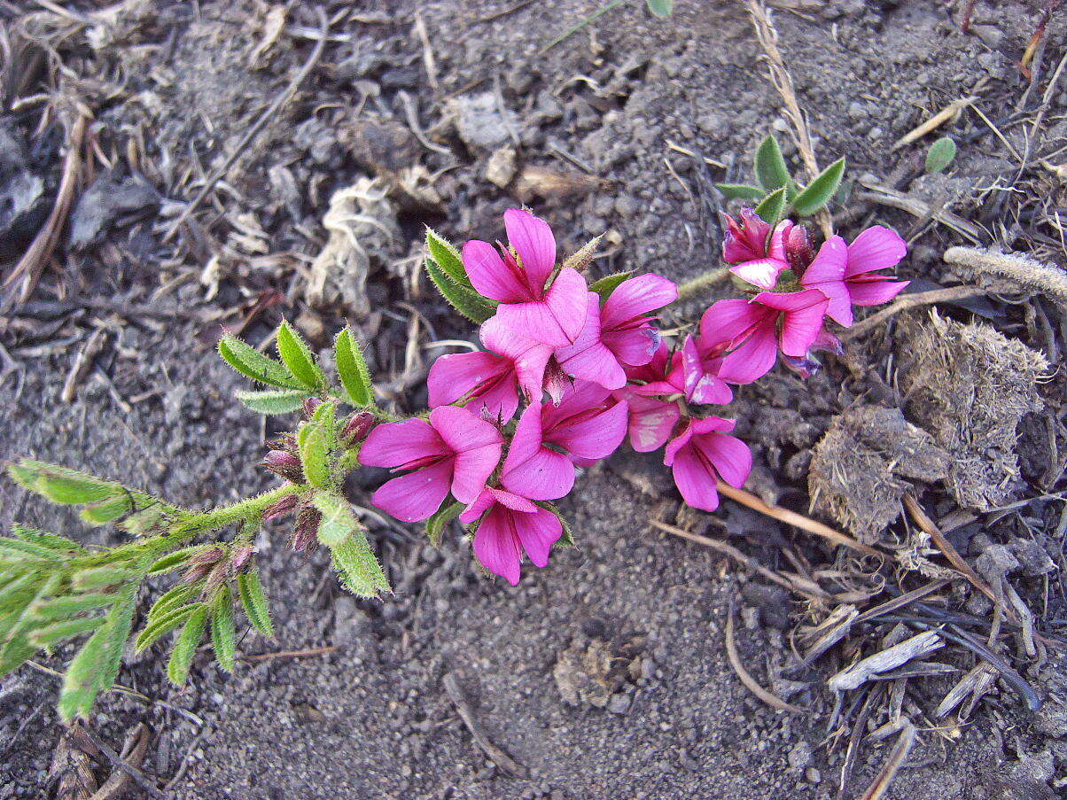 Image of Indigofera rubroglandulosa Germish.