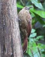 Image of Strong-billed Woodcreeper