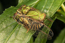 Image of variable cicada