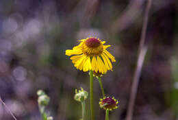 Image of Short-Leaf Sneezeweed