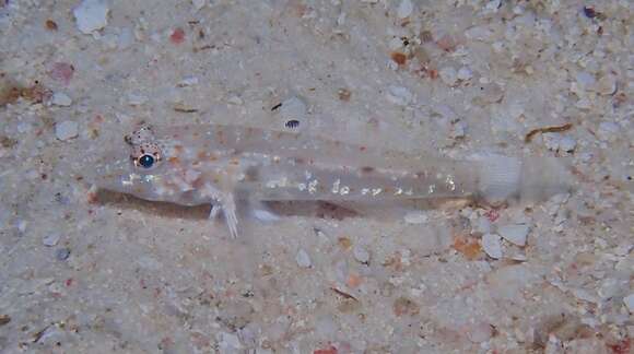 Fusigobius duospilus Hoese & Reader 1985 resmi