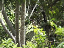 Image of Crimson-rumped Toucanet