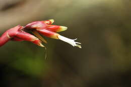 Image of Vriesea flammea L. B. Sm.