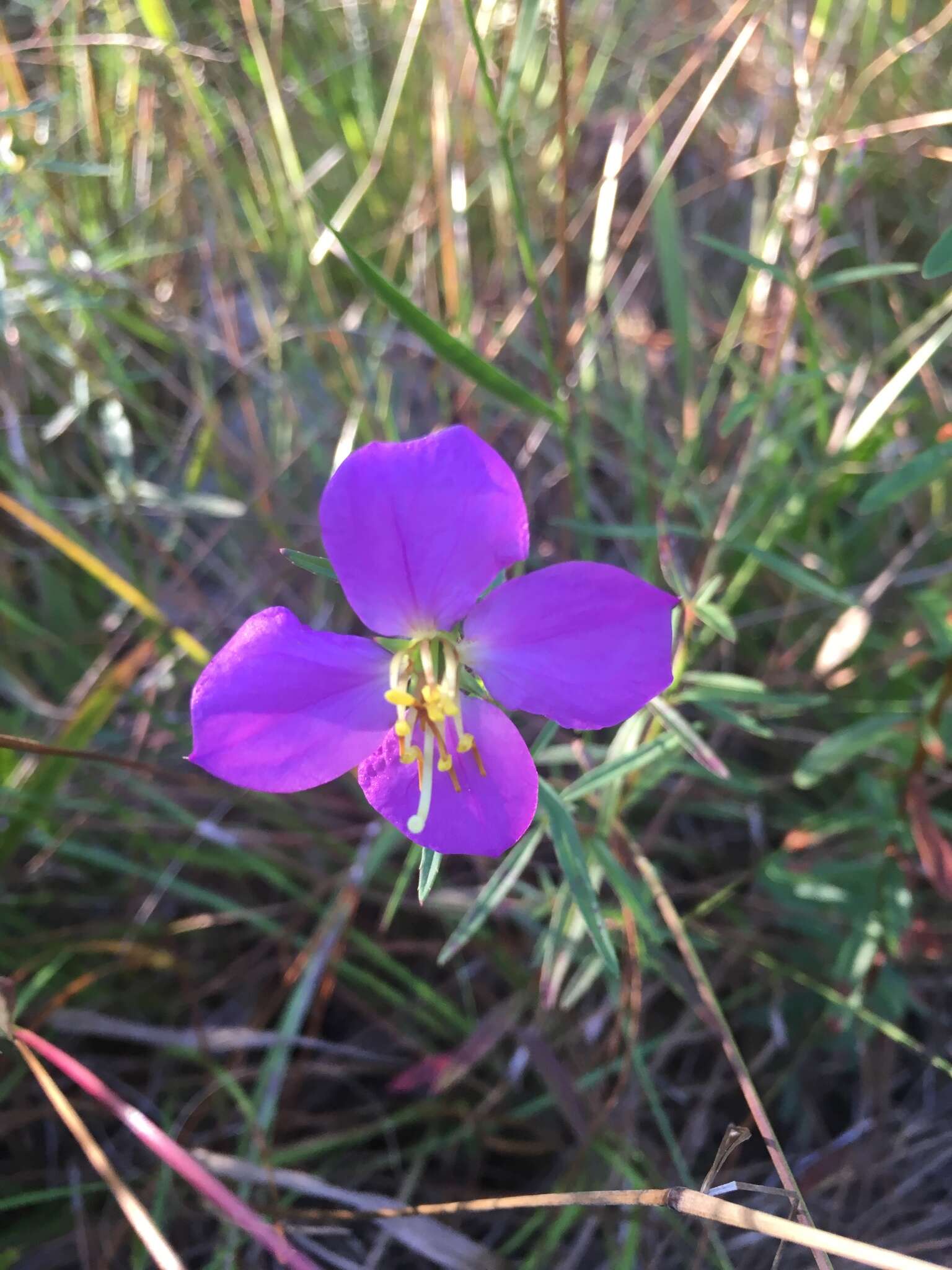 Imagem de Rhexia cubensis Griseb.