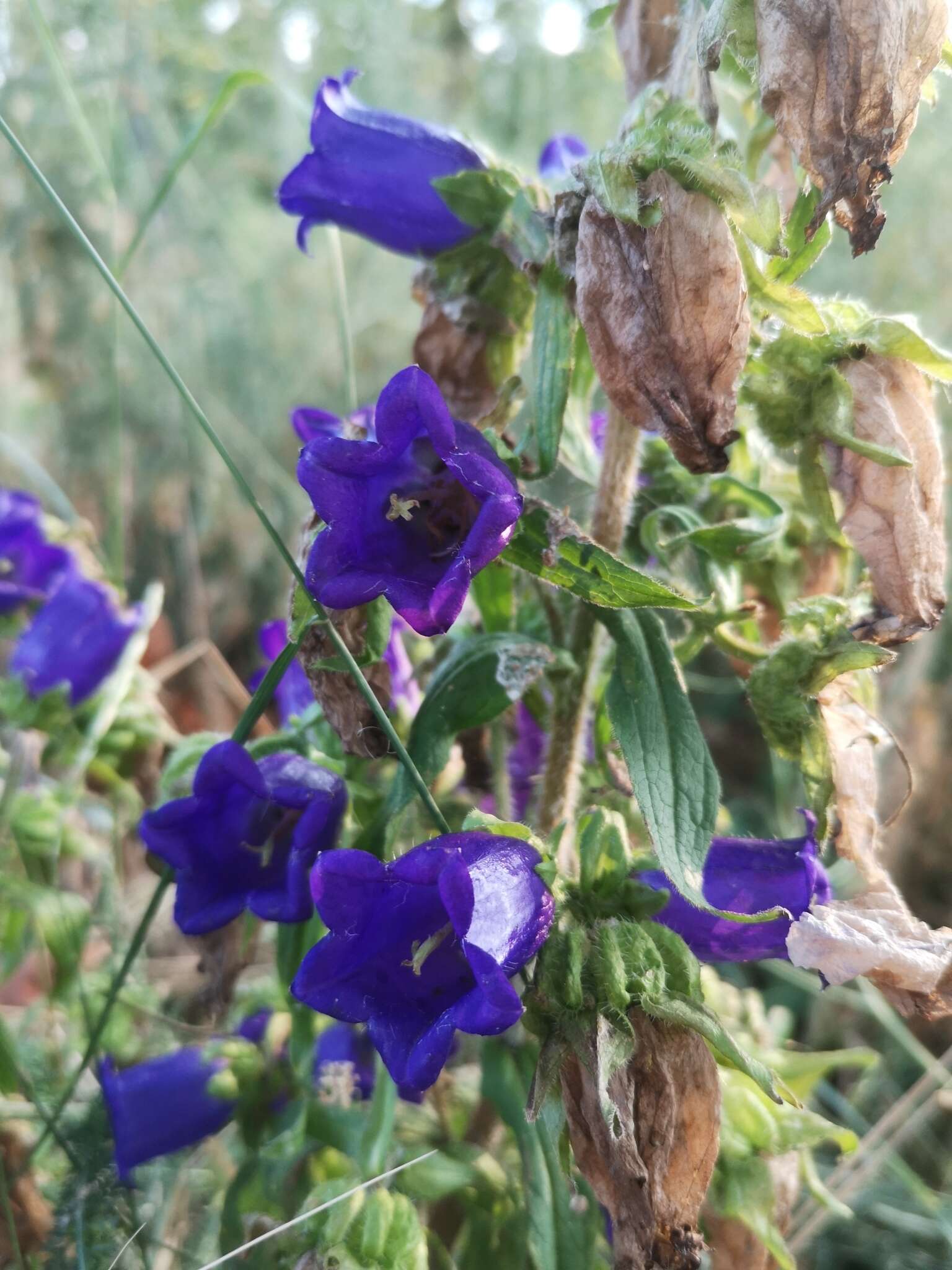 Image of Canterbury Bells