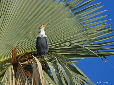 Image of Phalacrocorax carbo lucidus