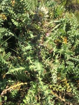 Image of Mt. Hamilton thistle