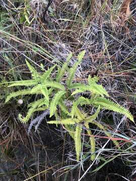 Image of Drooping Forked Fern