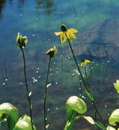 Plancia ëd Rudbeckia glaucescens Eastw.