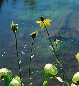 Image of Waxy Coneflower