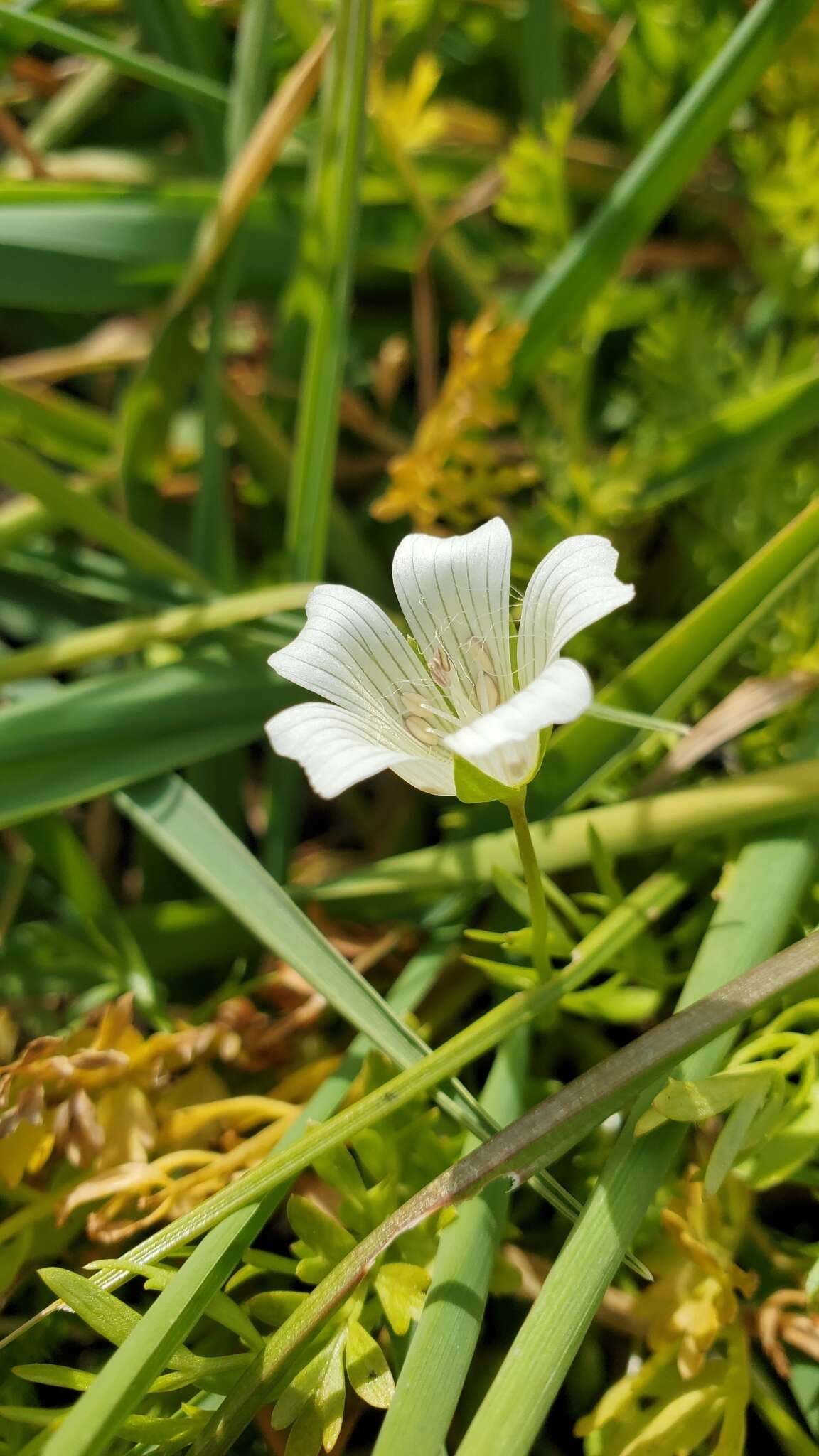 Image of white meadowfoam