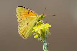 Colias vauthierii vauthierii的圖片