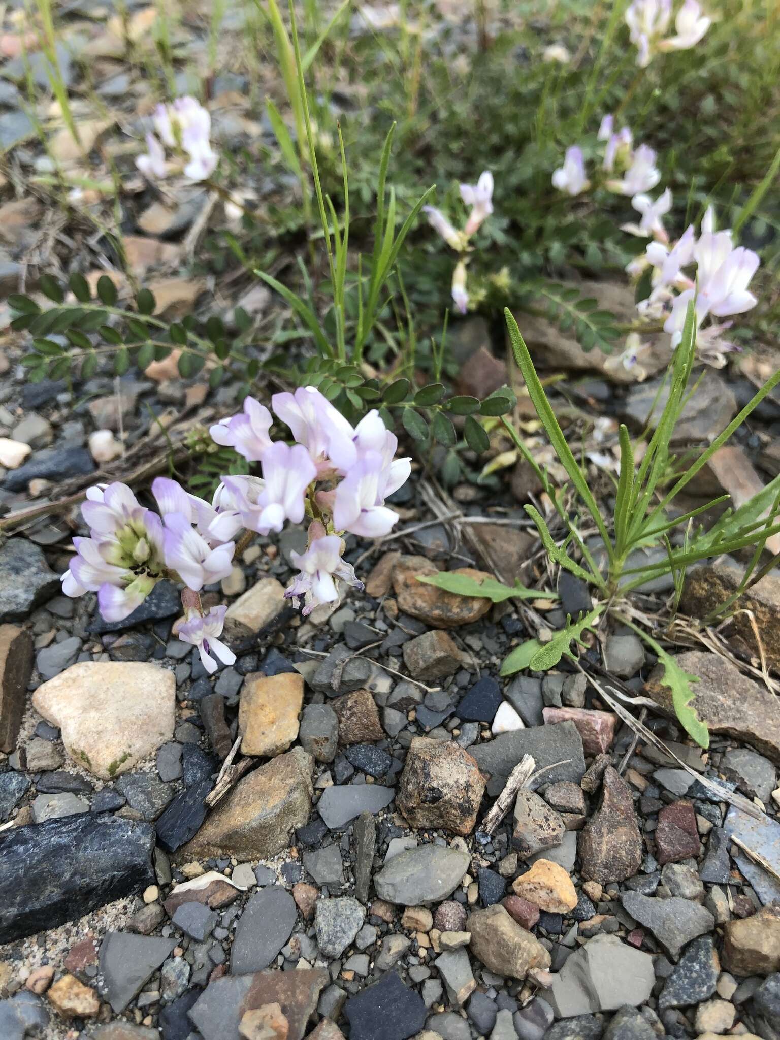 Image of Englemann's milkvetch