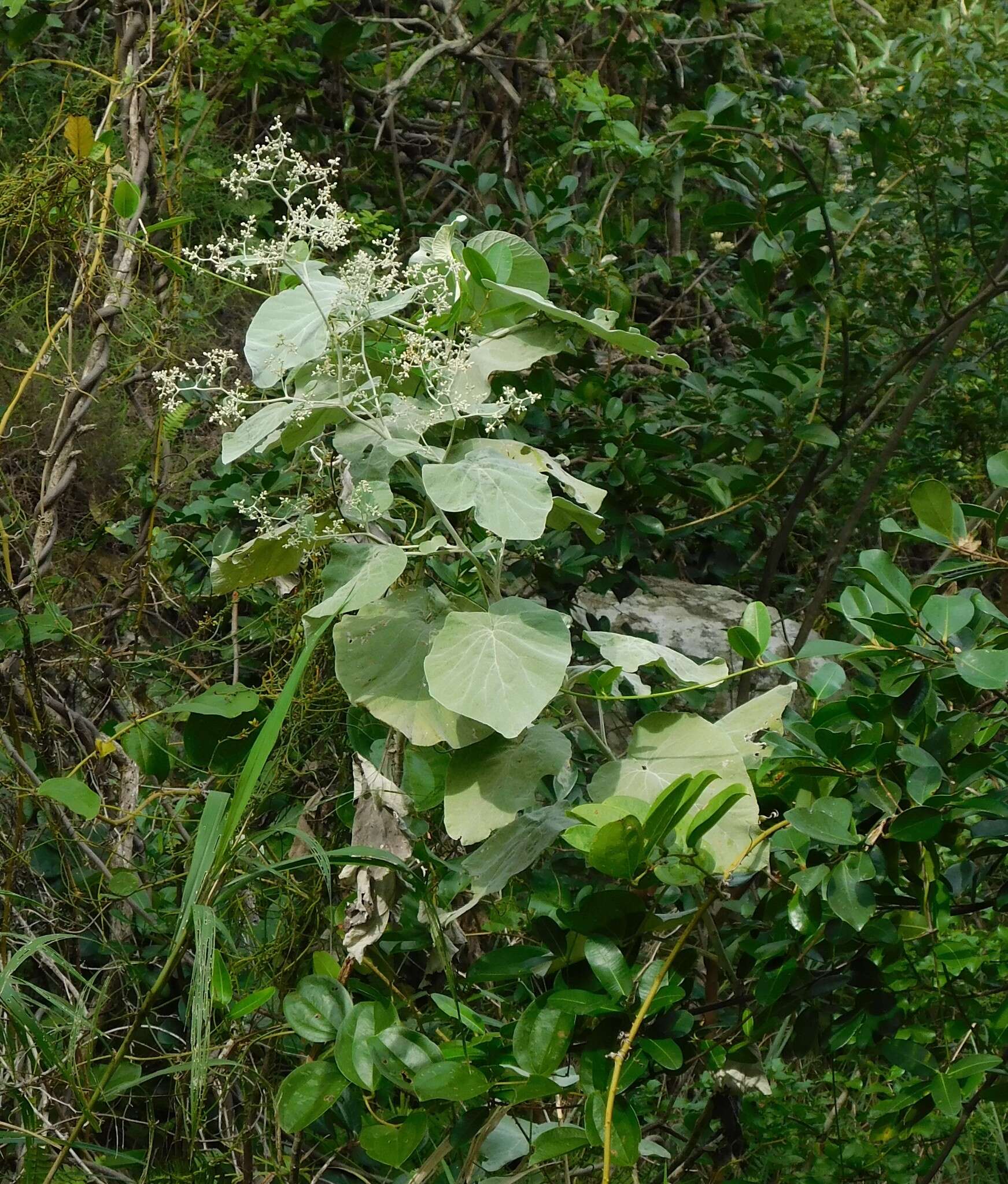 Image of Helichrysum populifolium DC.