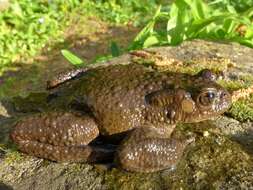 Image of Common Toad