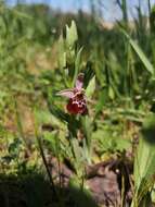 Слика од Ophrys fuciflora subsp. oxyrrhynchos (Tod.) Soó