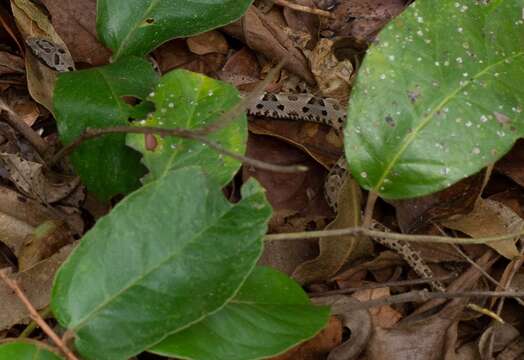 Image of Bothrops pauloensis Amaral 1925