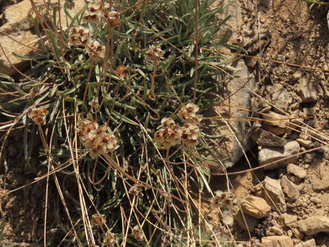 Plantago grandiflora Meyen resmi