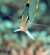 Image of Dot and dash Butterflyfish