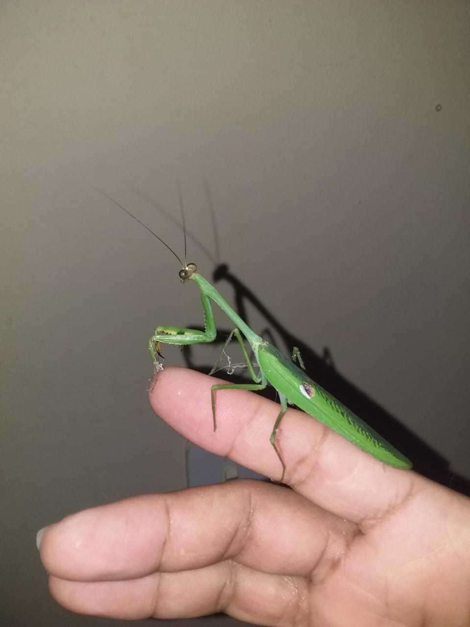 Image de Stagmatoptera praecaria Linne 1758