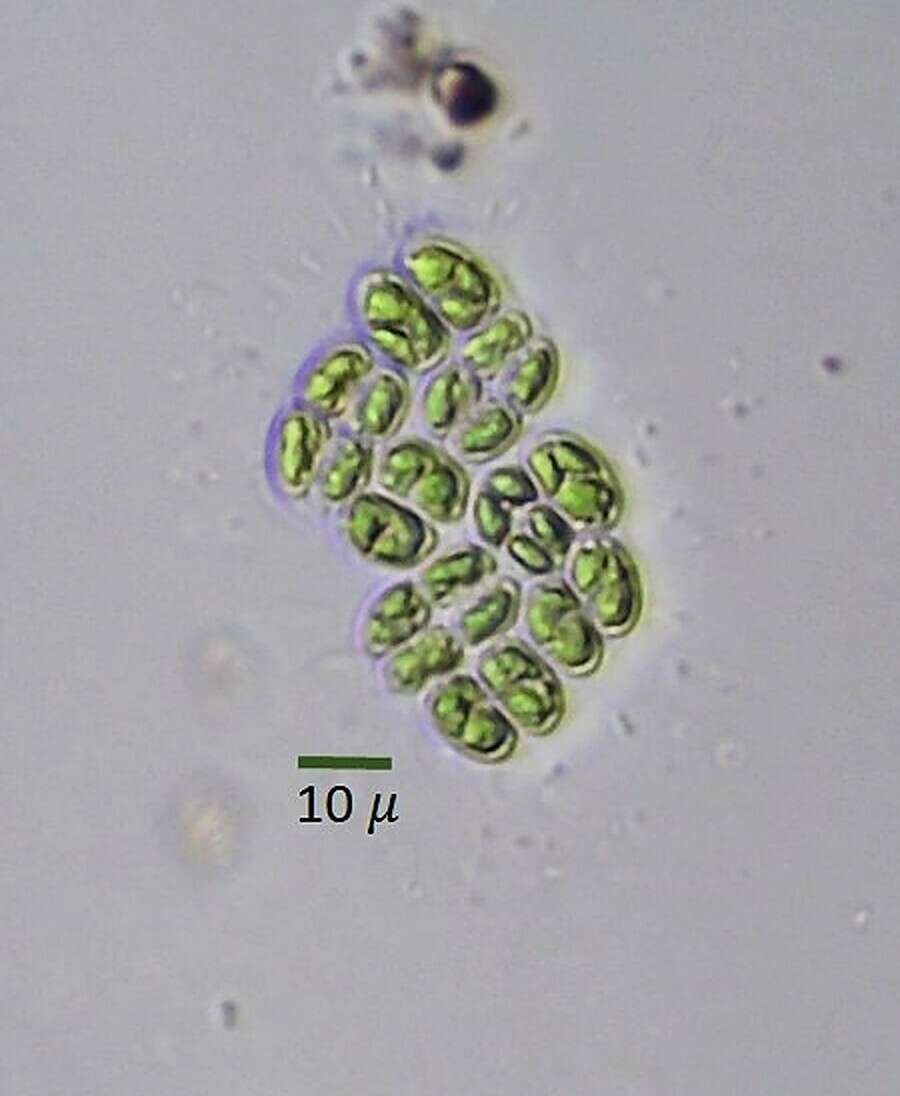 Image of <i>Willea irregularis</i> (Wille) Schmidle