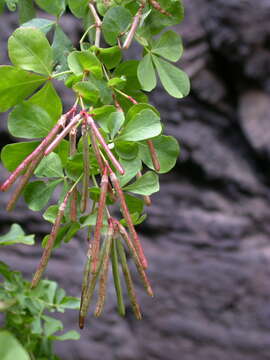 Image of Lotus eriophthalmus Webb & Berthel.