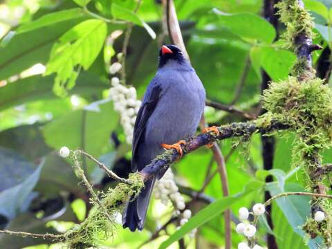 Image of Black-faced Solitaire