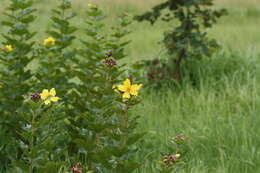 Image of Cochlospermum planchonii Hook. fil. ex Planch.