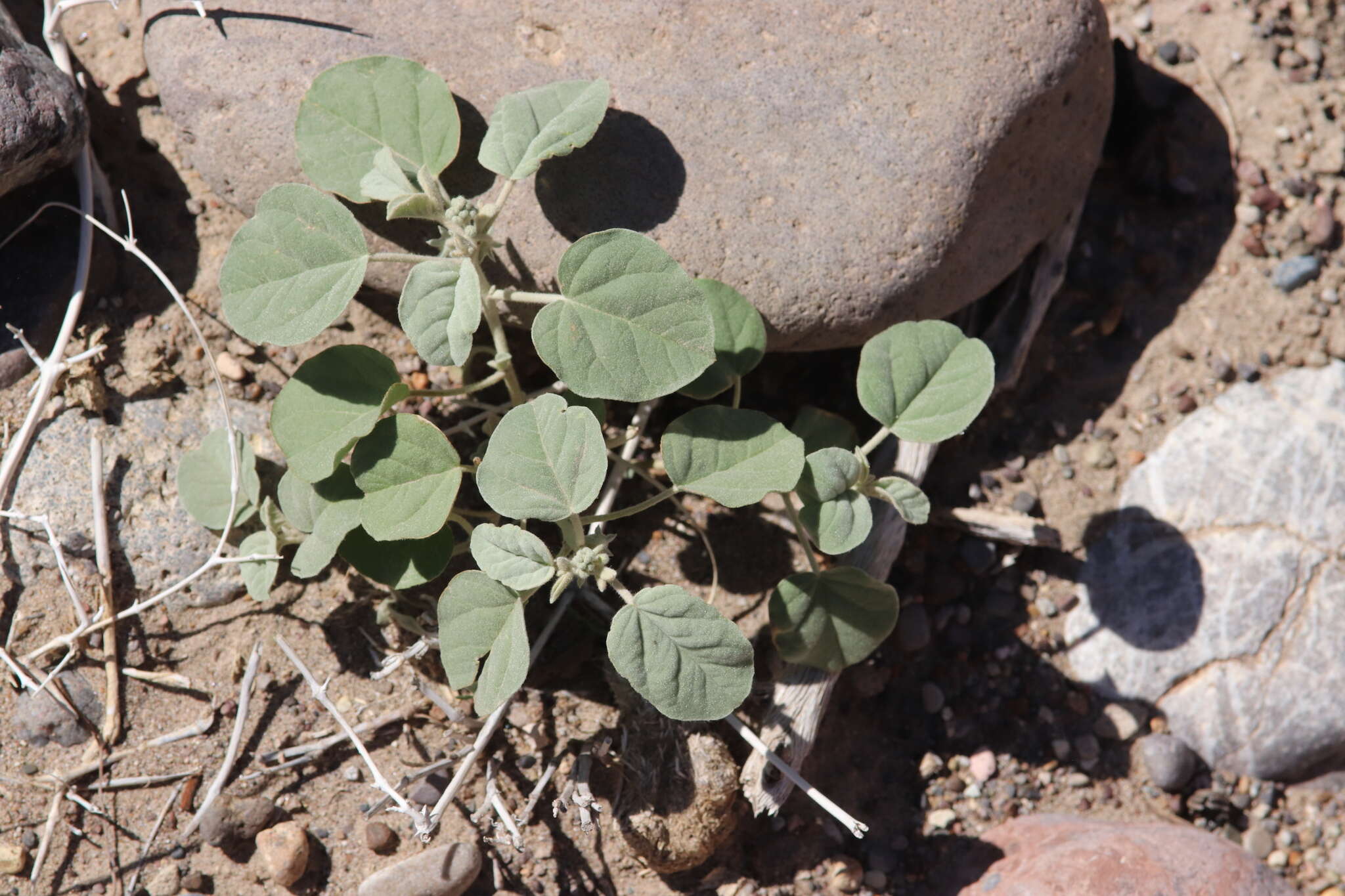 Sivun Croton pottsii var. thermophilus (M. C. Johnst.) M. C. Johnst. kuva