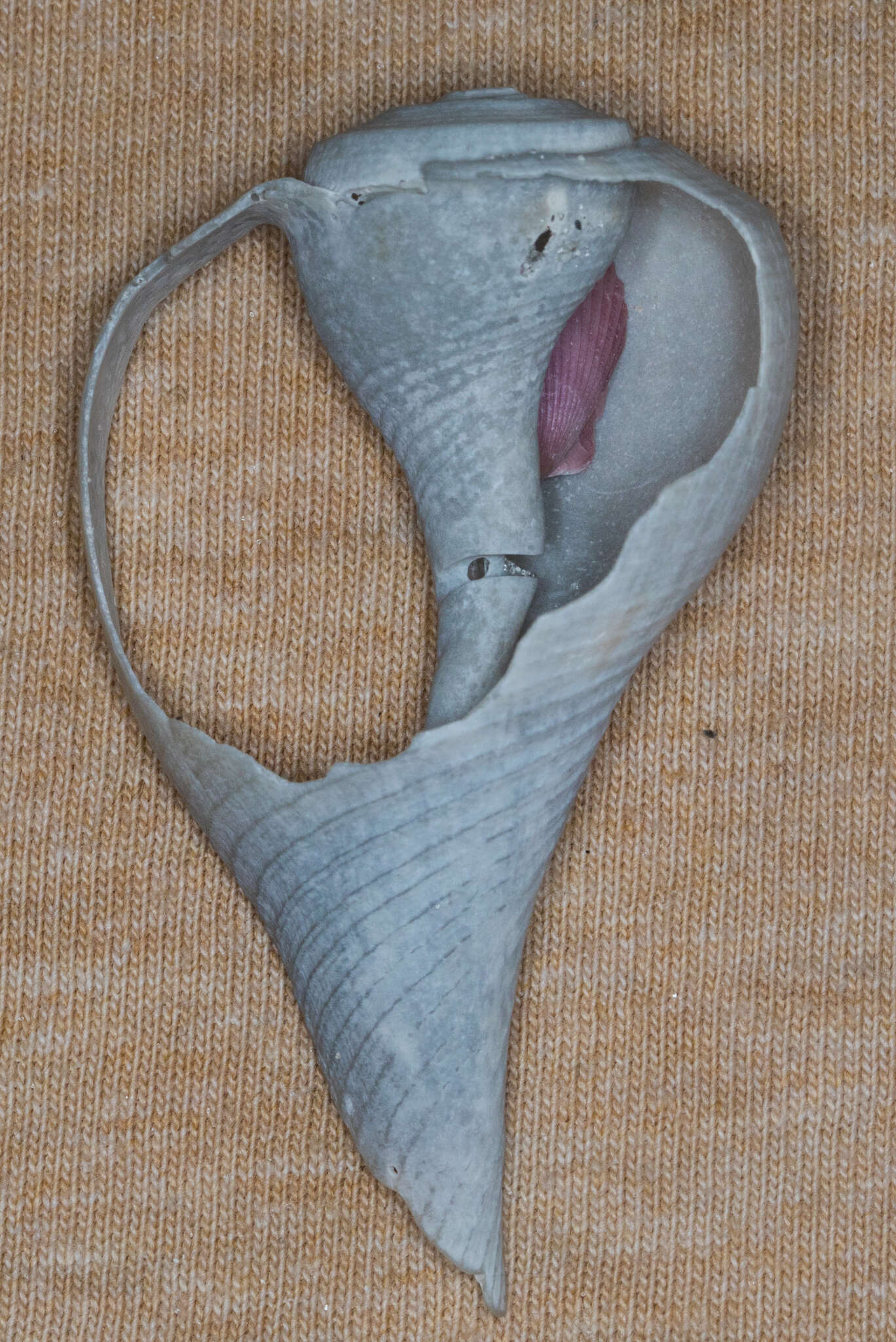 Image of pear whelk