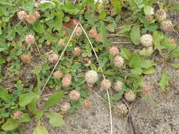 Image of strawberry clover