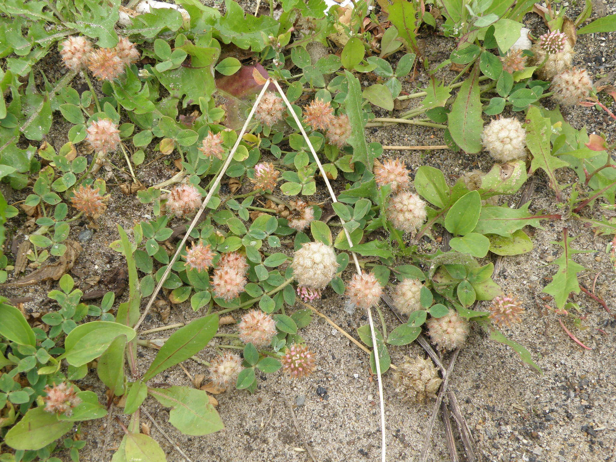 Image of strawberry clover