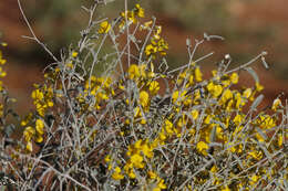 Imagem de Crotalaria eremaea F. Muell.