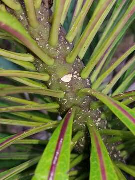 Image of Kauai False Lobelia