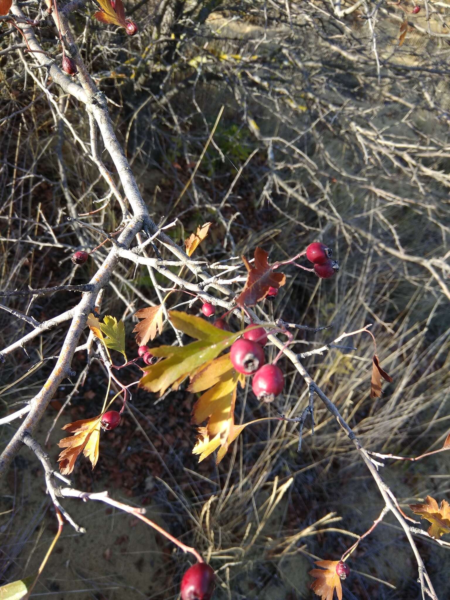 Plancia ëd Crataegus pallasii Griseb.