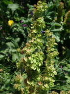 Rumex acutus L.的圖片