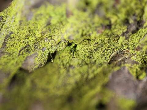 Image of needle lichen