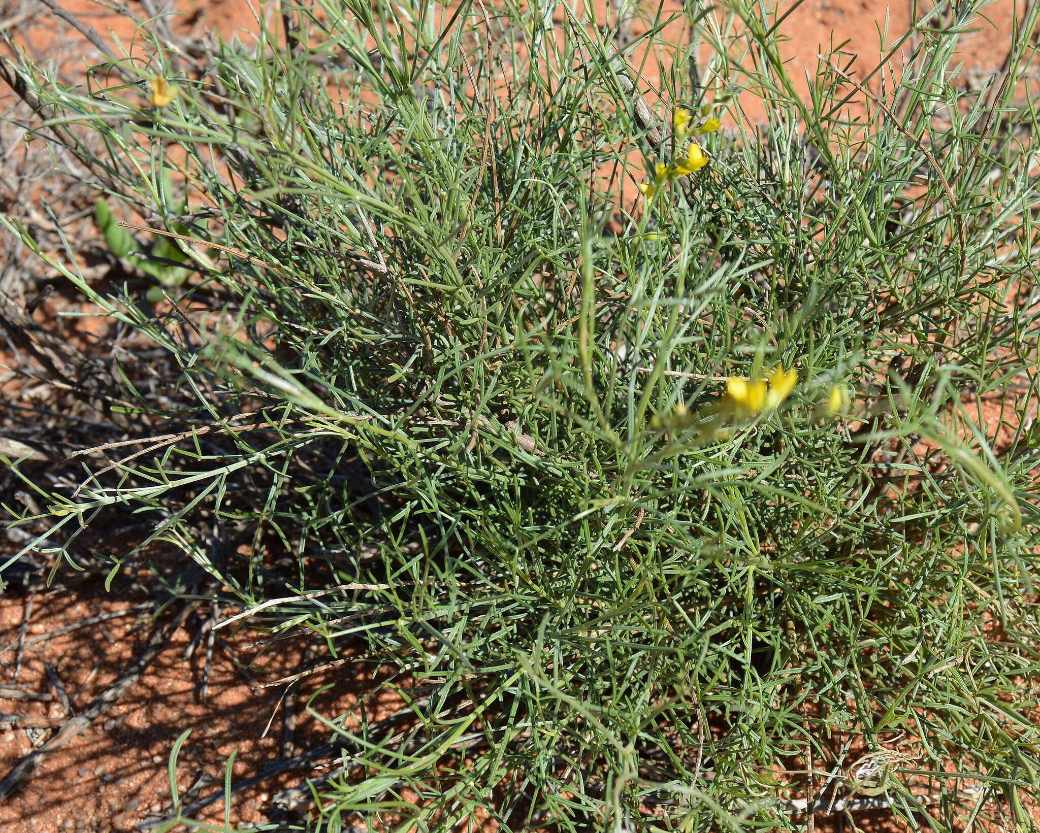 Image of <i>Calobota halenbergensis</i>