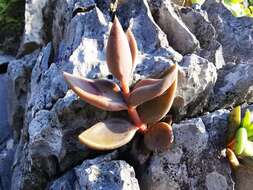 Image of Lenophyllum acutifolium Rose