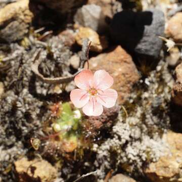 Image de Drosera pulchella Lehm.