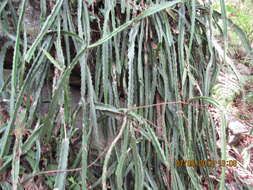 Image de Disocactus speciosus subsp. speciosus