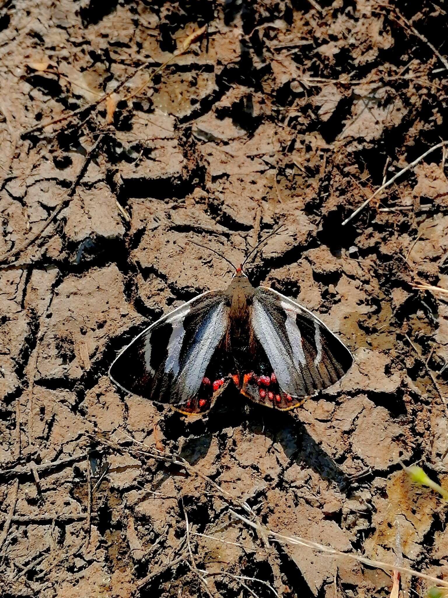 Image of Castnia eudesmia